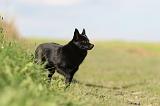 SCHIPPERKE 477